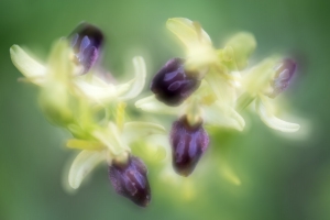 Spinnen-Ragwurz, Ophrys sphegodes, Dreifachbelichtung