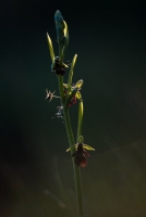 Fliegen-Ragwurz mit Spinne, Ophrys insectifera