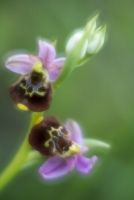 Hummel-Ragwurz, Ophrys holoserica, Doppelbelichtung