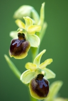 Kleine Spinnen-Ragwurz, Ophrys araneola