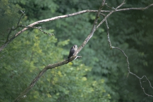 junger Wanderfalke, Falco peregrinus