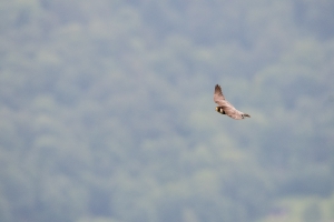 Wanderfalke, Falco peregrinus