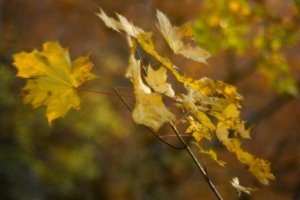 Herbstfarben am Albtrauf