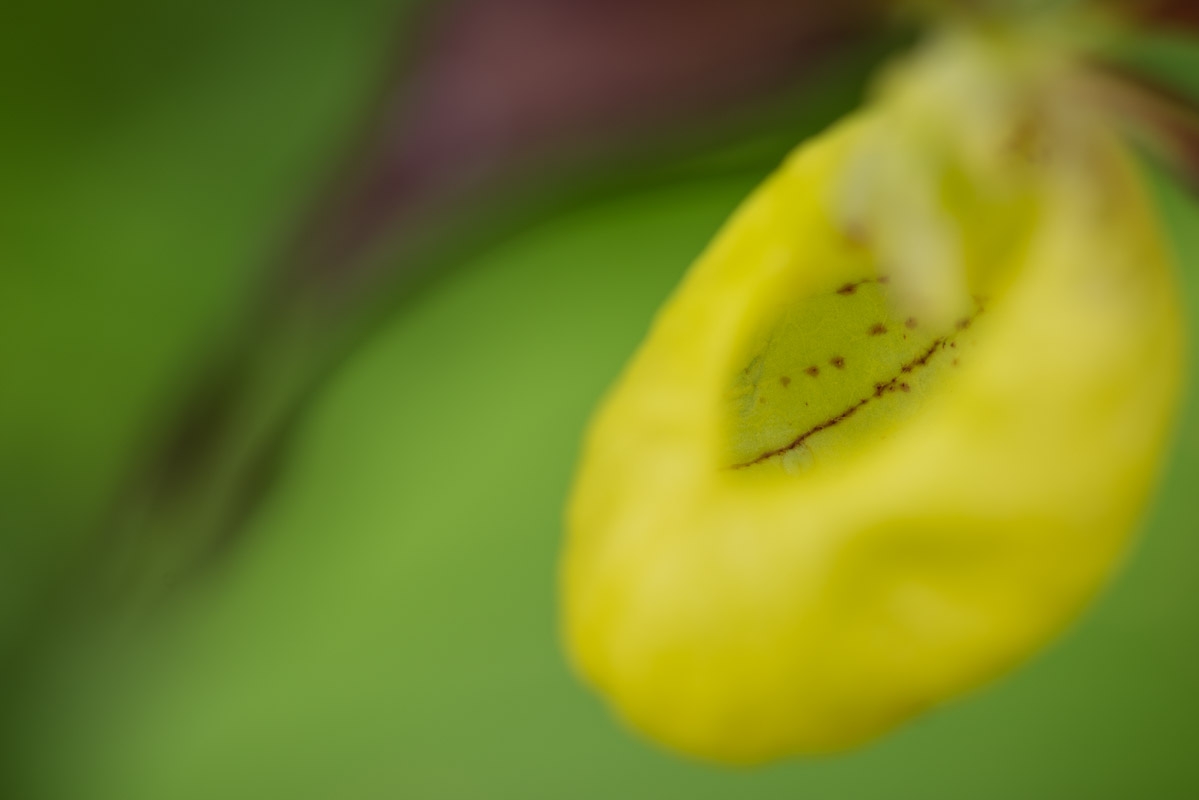 Gelbe Frauenschuh (Cypripedium calceolus)