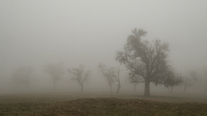 kahle Bäume im Nebel