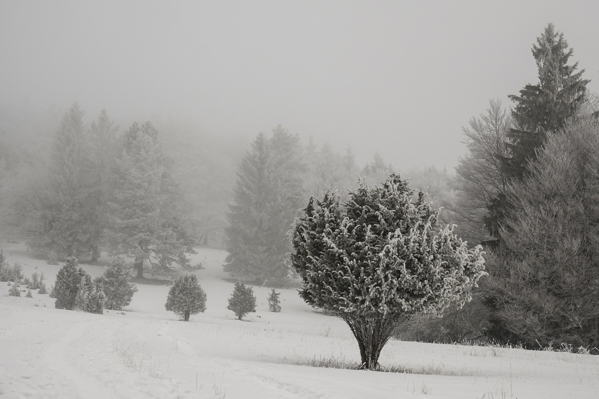 Schafberg,Wacholder in Schnee und Nebel