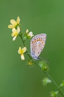 Himmelblauer Bläuling, Polyommatus bellargus
