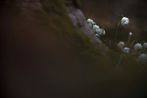 Märzenbecher oder Frühlings-Knotenblume - Leucojum vernum