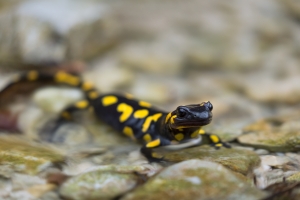 Salamander auf überspültem Weg beim Gütersteiner Wasserfall - Augenblick