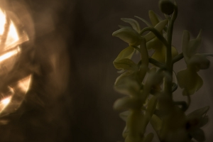 Blasse Knabenkraut (Orchis pallens)