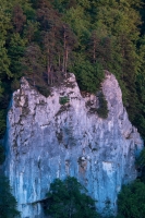 Waldkiefern auf Fels, Oberes Donautal