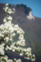 Obstblüte, im Hintergrund Gelber Fels im Lenninger Tal