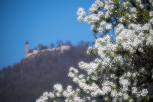 Obstblüte, im Hintergrund Burg Teck