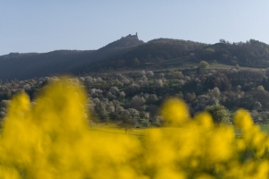 Rapsfeld, im Hintergrund Albtrauf mit Burg Teck und Bölle
