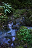 Austritt des Uracher Wasserfalls mit Hirschzunge