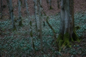 Märzenbecher-Wald