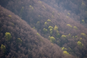 Hangwald im Frühjahr im Neidlinger Tal