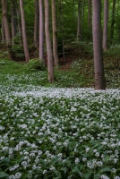 Bärlauchblüte