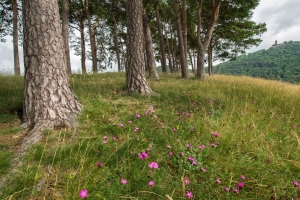 Karthäuser-Nelken (Dianthus carthusianorum) und Waldkiefern (Pinus sylvestris) auf dem Hohenbol, im Hintergrund Burg Teck