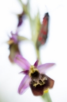 Hummel-Ragwurz (Ophrys holoserica) mit Widderchen