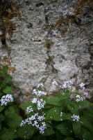 Mondraute oder Silberblatt vor Fels