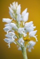 weiße Variante des Helm-Knabenkrautes (Orchis militaris) mit Veränderlicher Krabbenspinne (Misumena vatia)