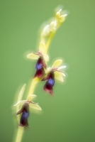 Fliegen-Ragwurz, Ophrys insectifera, Doppelbelichtung