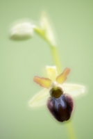 Spinnen-Ragwurz, Ophrys sphegodes, Doppelbelichtung