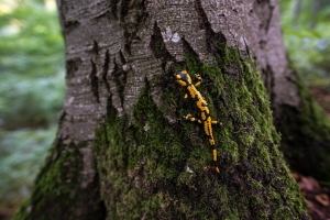 Feuersalamander (Salamandra salamandra)