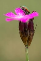 Blattkäfer auf Karthäuser-Nelke, Dianthus carthusianorum