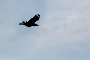 Kolkrabe, Corvus corax
