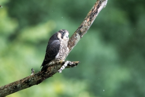 junger Wanderfalke, Falco peregrinus