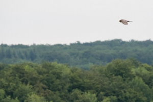 Wanderfalke, Falco peregrinus