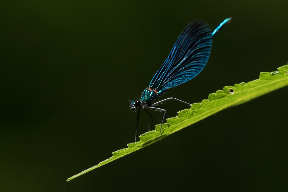 Blauflügel-Prachtlibelle, Calopteryx virgo