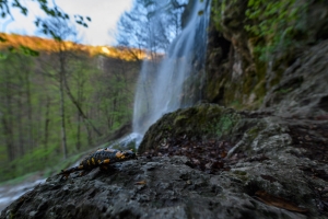 Feuersalamander am Uracher Wasserfall