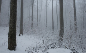 Winterlicher Wald bei Bad Urach