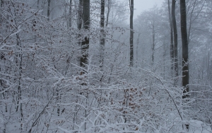 Winterlicher Wald bei Bad Urach