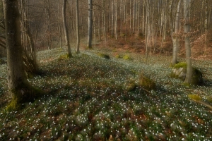 Märzenbecher