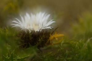 Silberdistel