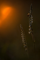 Herbst-Drehwurz (Spiranthes spiralis) mit Fliege