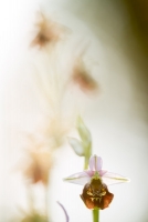 Hummel-Ragwurz, Ophrys holoserica
