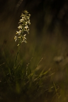 Zweiblättrige Waldhyazinthe (Platanthera bifolia)