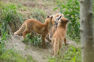 Spielende Fuchswelpen (Vulpes vulpes)