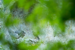 Junge Wanderfalken (Falco peregrinus)