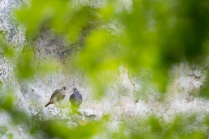 Junge Wanderfalken (Falco peregrinus) am Horst