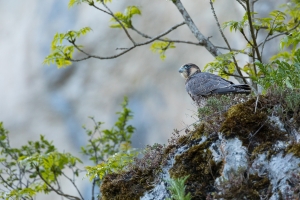 Wanderfalke (Falco peregrinus), gerade ausgeflogen