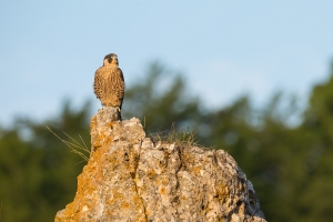 Wanderfalke (Falco peregrinus) im Morgenlicht