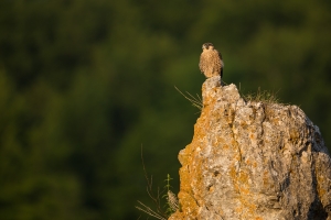 Wanderfalke (Falco peregrinus) im ersten Licht