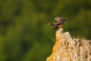 Ein junger Wanderfalke (Falco peregrinus) putzt sich in der Morgensonne