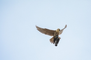 Wanderfalke (Falco peregrinus), weiblicher Falke mit Beute
